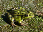 FZ019928 Marsh frogs (Pelophylax ridibundus).jpg